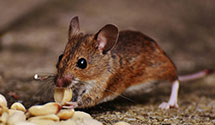 commercial-pest-management Experts in Corcoran